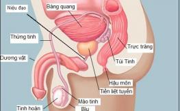 benh-phi-dai-tuyen-tien-liet-o-nam-gioi